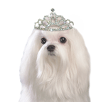 Maltese Tiara thumbnail