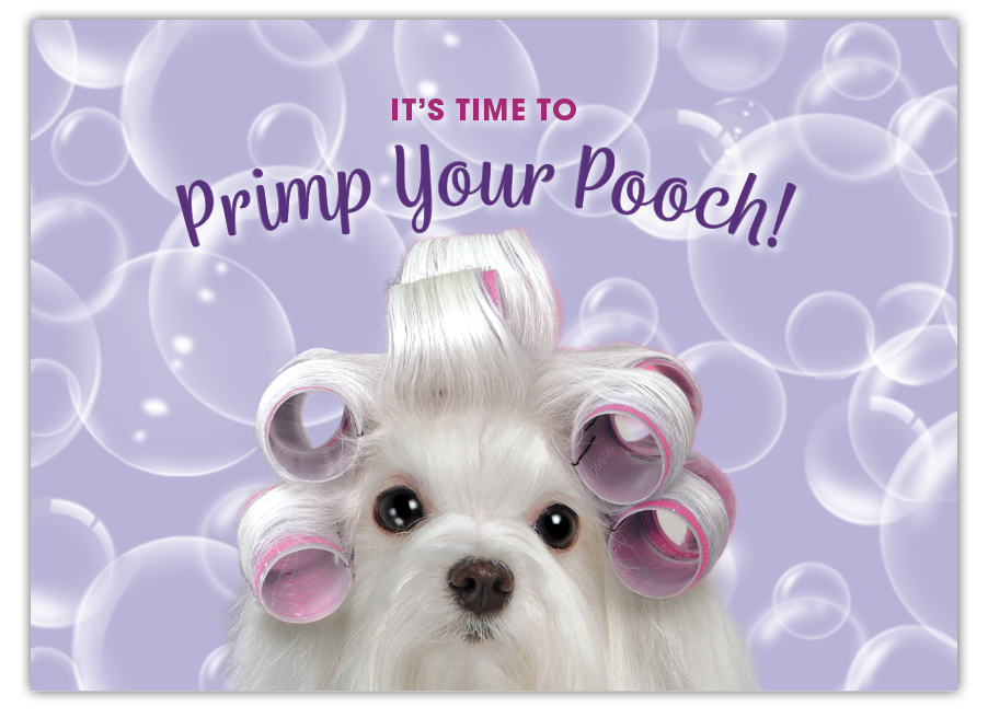 Maltese in Curlers Card thumbnail