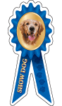 Golden Retriever Show Dog thumbnail