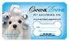 Maltese in Curlers thumbnail
