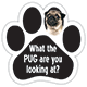 What the pug are you looking at? thumbnail