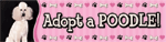 Adopt A Poodle Bumper thumbnail
