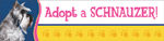 Adopt a Schnauzer Bumper thumbnail