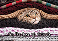 Cozy Pets thumbnail