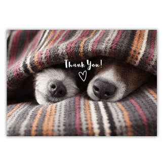 Cozy Pets thumbnail