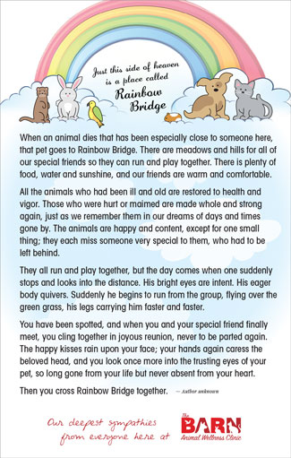 Cute Animals and Rainbow thumbnail