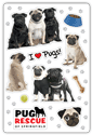 Pugs thumbnail