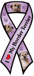 Border Terrier thumbnail