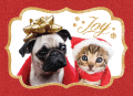 JOY - Pug and Kitten thumbnail