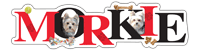 Morkie thumbnail