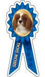 Cavalier King Charles Show Dog thumbnail