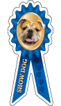 English Bulldog Show Dog thumbnail