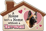 Belgian Tervuren thumbnail