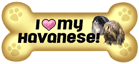Havanese thumbnail