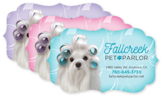 Maltese with Curlers thumbnail