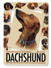 Dachshund thumbnail