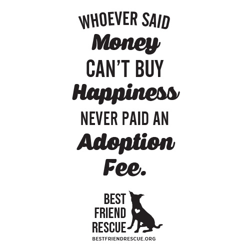 Happiness Adoption thumbnail