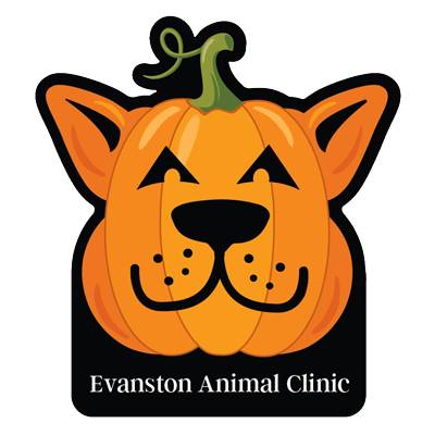Pumpkin Dog thumbnail