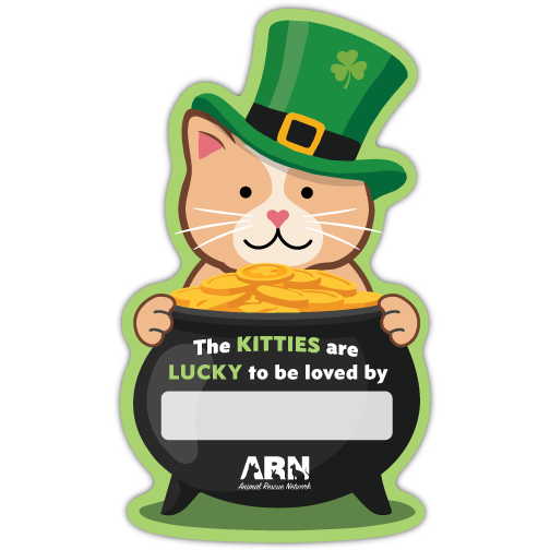 Cat Leprechaun thumbnail