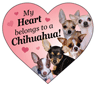 Chihuahua thumbnail