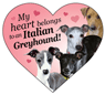 Italian Greyhound thumbnail