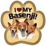 Basenji thumbnail