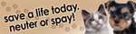 Save a Life Today. Neuter or Spay! thumbnail