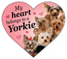 Yorkie thumbnail