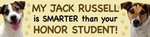 Jack Russell/Honor Student thumbnail