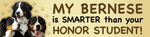 Bernese/Honor Student thumbnail