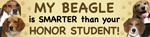 Beagle/Honor Student thumbnail