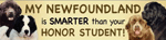 Newfoundland/Honor Student thumbnail