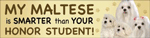 Maltese/Honor Student thumbnail