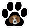 Beagle thumbnail