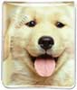 Golden / Lab puppy thumbnail