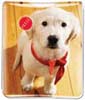 Lab with Bandana thumbnail