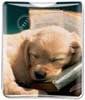Puppy Sleeping thumbnail
