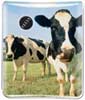 Cows thumbnail