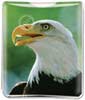 Bald Eagle thumbnail