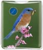 Bird thumbnail