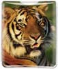 Tiger thumbnail