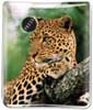 Leopard thumbnail