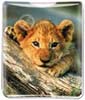 Kiddy Cub thumbnail