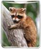 Racoon thumbnail