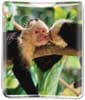 Monkey Love thumbnail