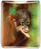 Baby Orang-utan thumbnail