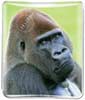 Gorilla thumbnail
