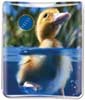 Duck thumbnail