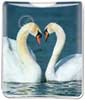 Swans thumbnail