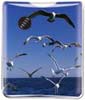 Seagulls thumbnail